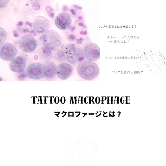 マクロファージって?